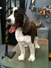 NH Pet Boarding and Grooming