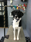 NH Pet Boarding and Grooming