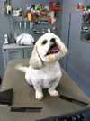 NH Pet Boarding and Grooming